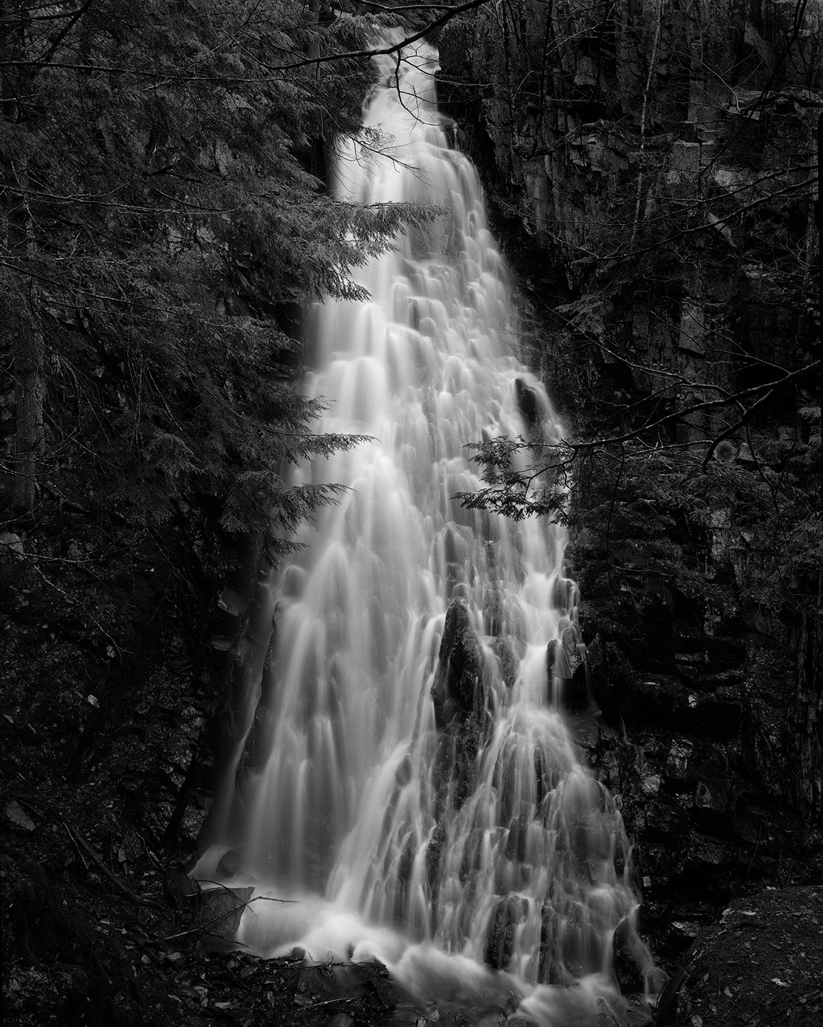 Flowers Drink the River